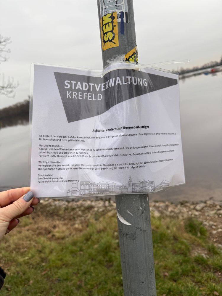 Giftköder-Burgunderblutalgen-Profilbild