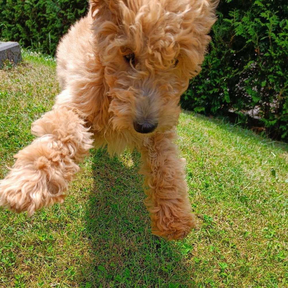 Hundetreffen-Welpenspielen Hundewiese Tackeloh-Profilbild