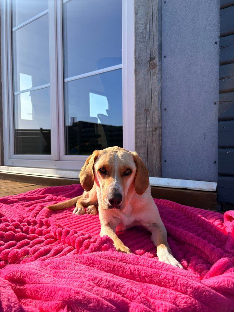Hundetreffen-Hundefreunde gesucht-Profilbild