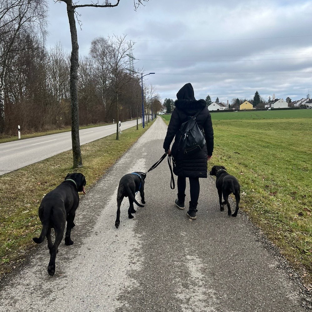 Hundetreffen-Gassi Treffen mit Training-Profilbild