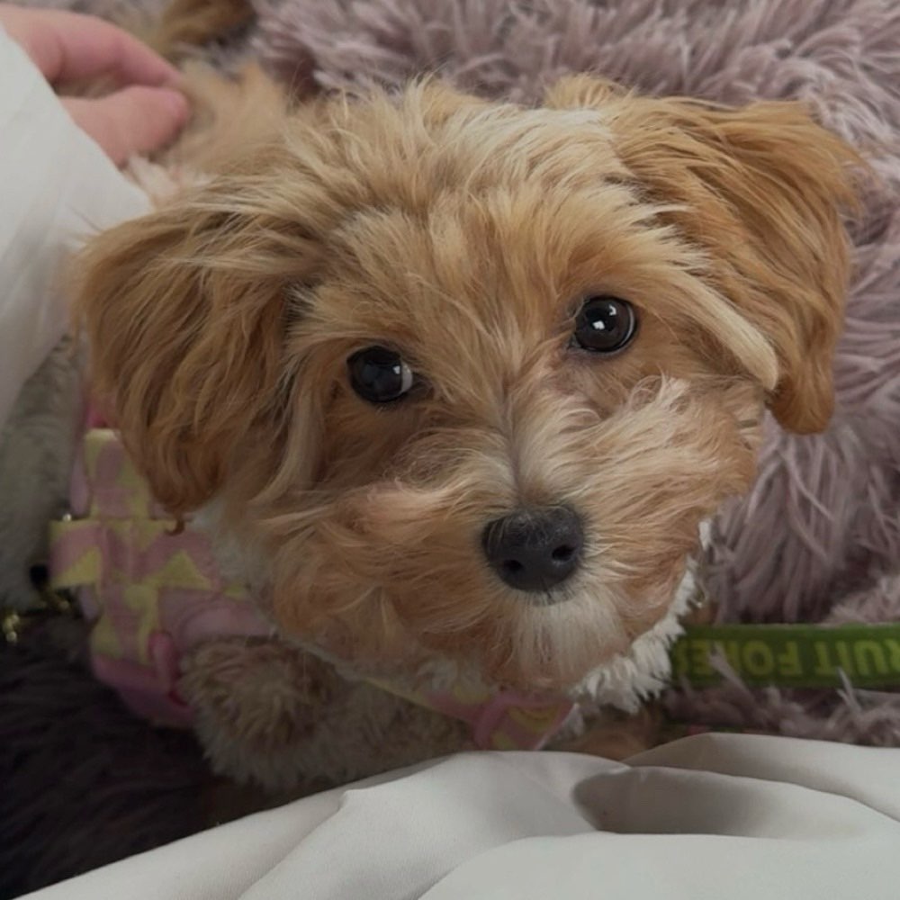 Hundetreffen-Spiel/Gassistunde für kleine Hunde-Profilbild