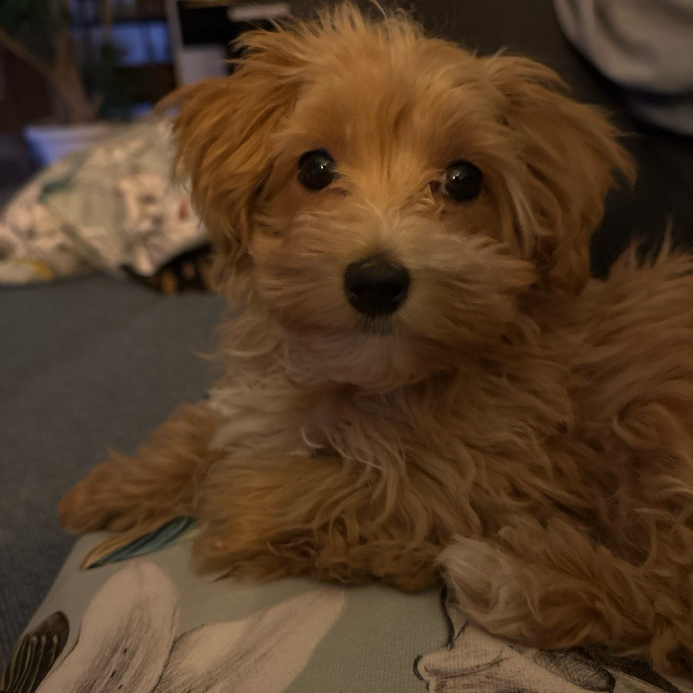 Hundetreffen-Spiel/Gassistunde für kleine Hunde-Profilbild