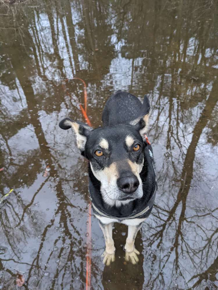 Hundetreffen-Social Walks-Profilbild