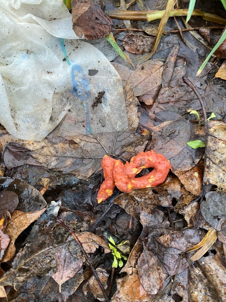 Giftköder-Sichtung  von eventuellen Giftködern-Profilbild
