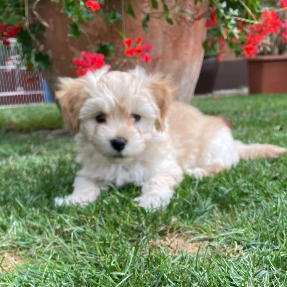 Hundetreffen-Havaneser  treffen-Profilbild