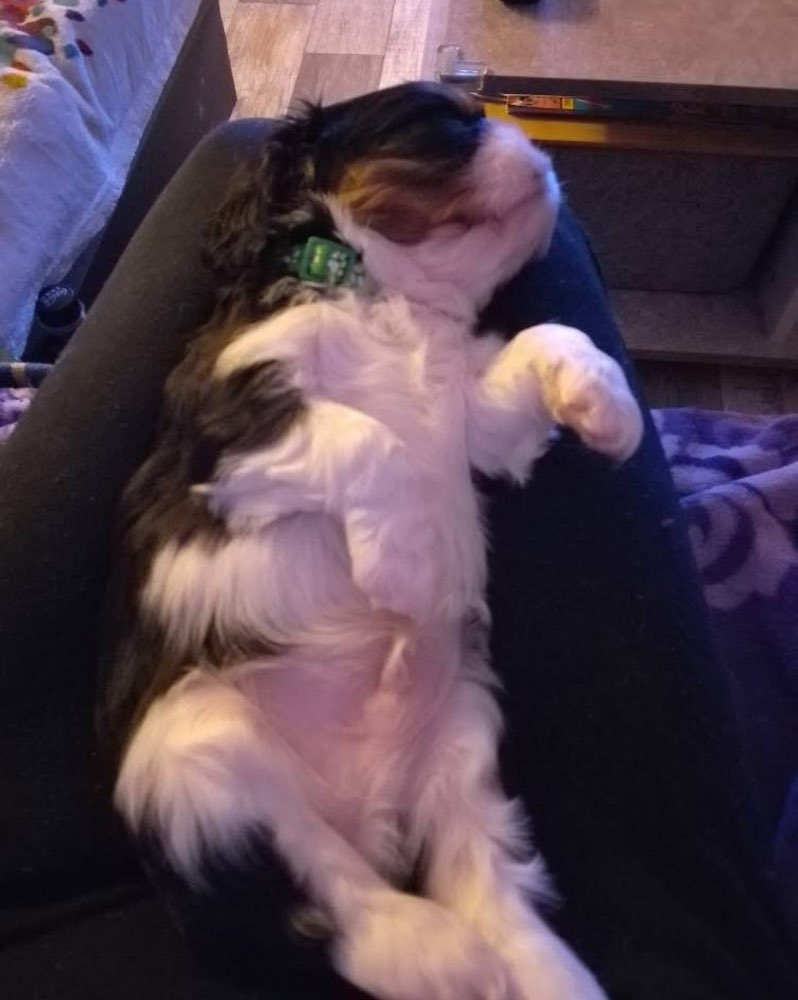 Hundetreffen-Welpentreffen ab Dezember-Profilbild