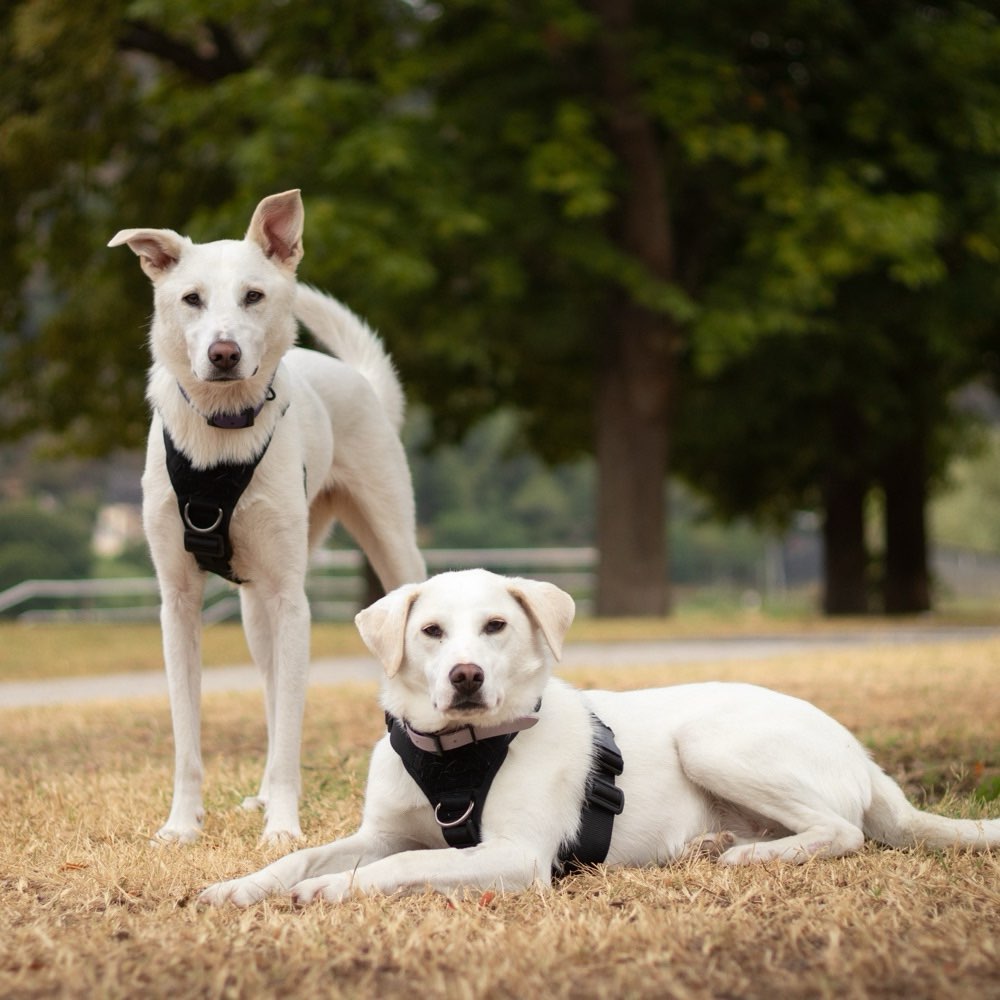 Hundetreffen-Gemeinsame Spaziergänge-Profilbild