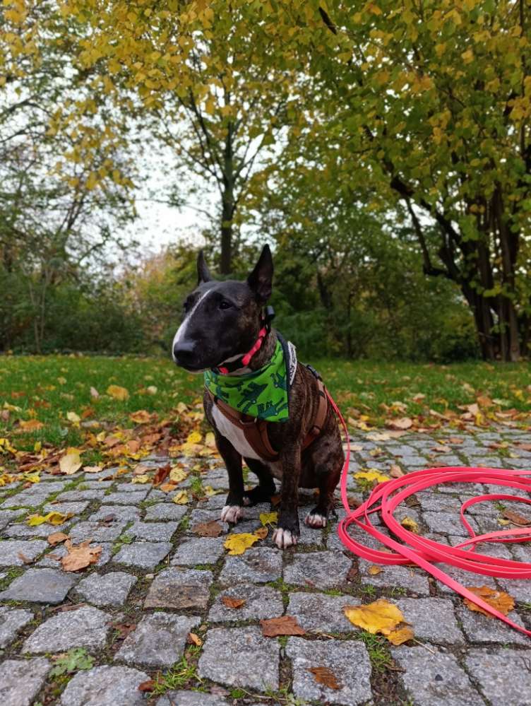 Hundetreffen-Trainingsrunde / Sozialwalk / Mensch-Hund-Profilbild