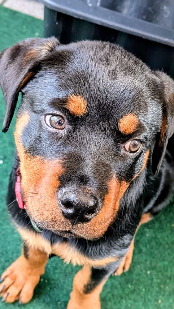 Hundetreffen-Welpentreff-Profilbild