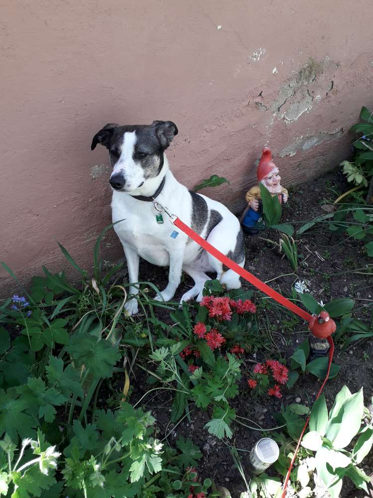 Hundetreffen-Hunde Spaziergang-Profilbild