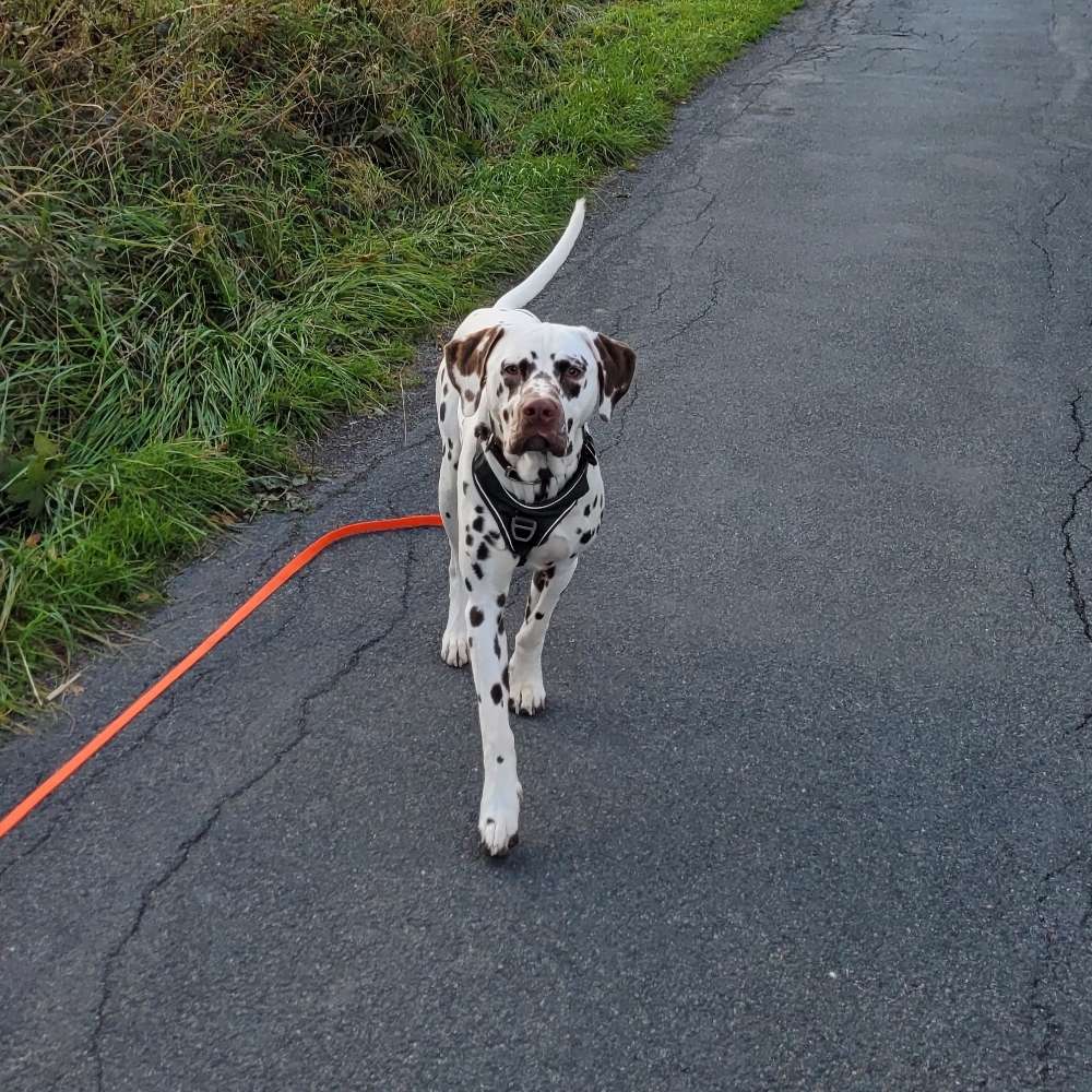 Hundetreffen-Hundefreunde Nähe Lüdenscheid gesucht-Profilbild