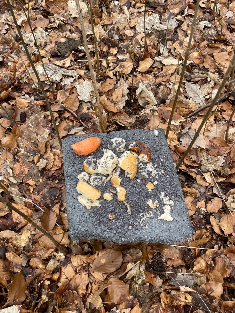 Giftköder-Eventuell Giftköder -Wald Maintal-Profilbild