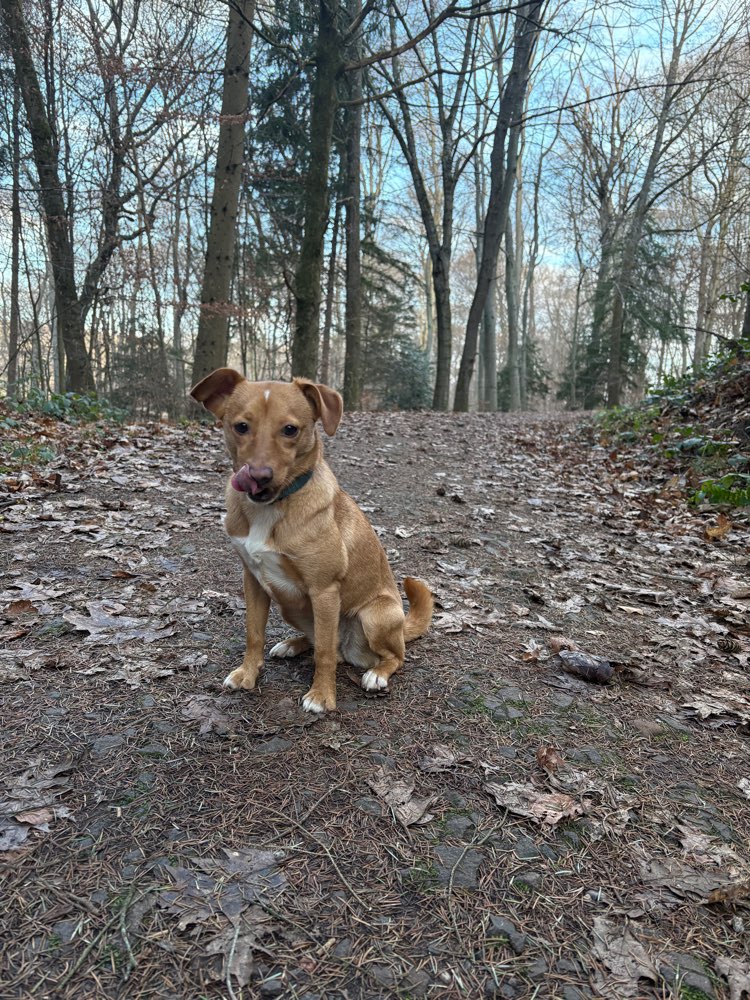 Hundetreffen-Holly sucht Spielfreunde 🐶-Profilbild