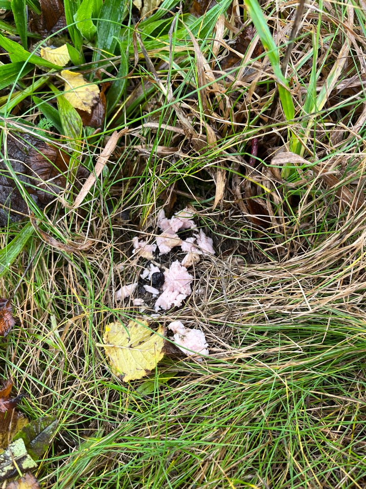 Giftköder-Giftköder / Fleisch mit schwarzen Kugeln-Profilbild