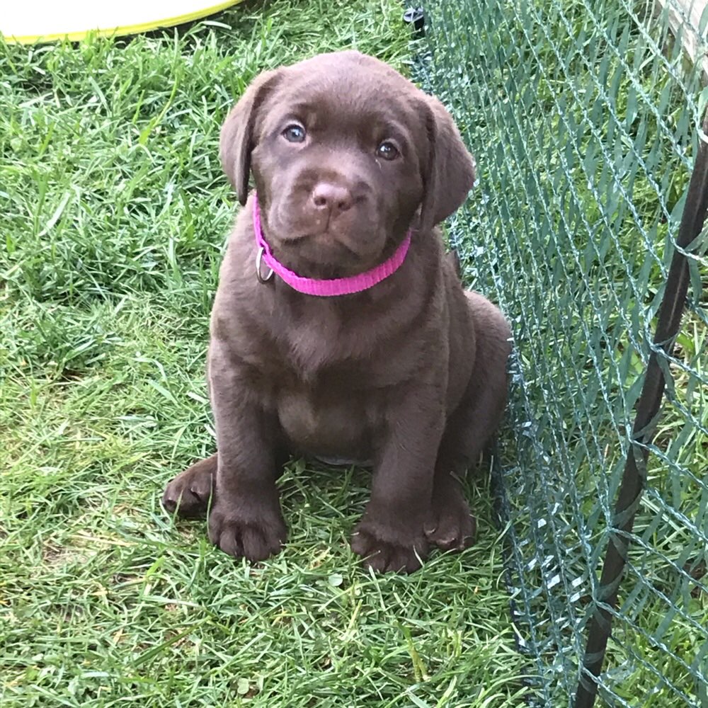 Hundetreffen-Welpentreffen-Profilbild
