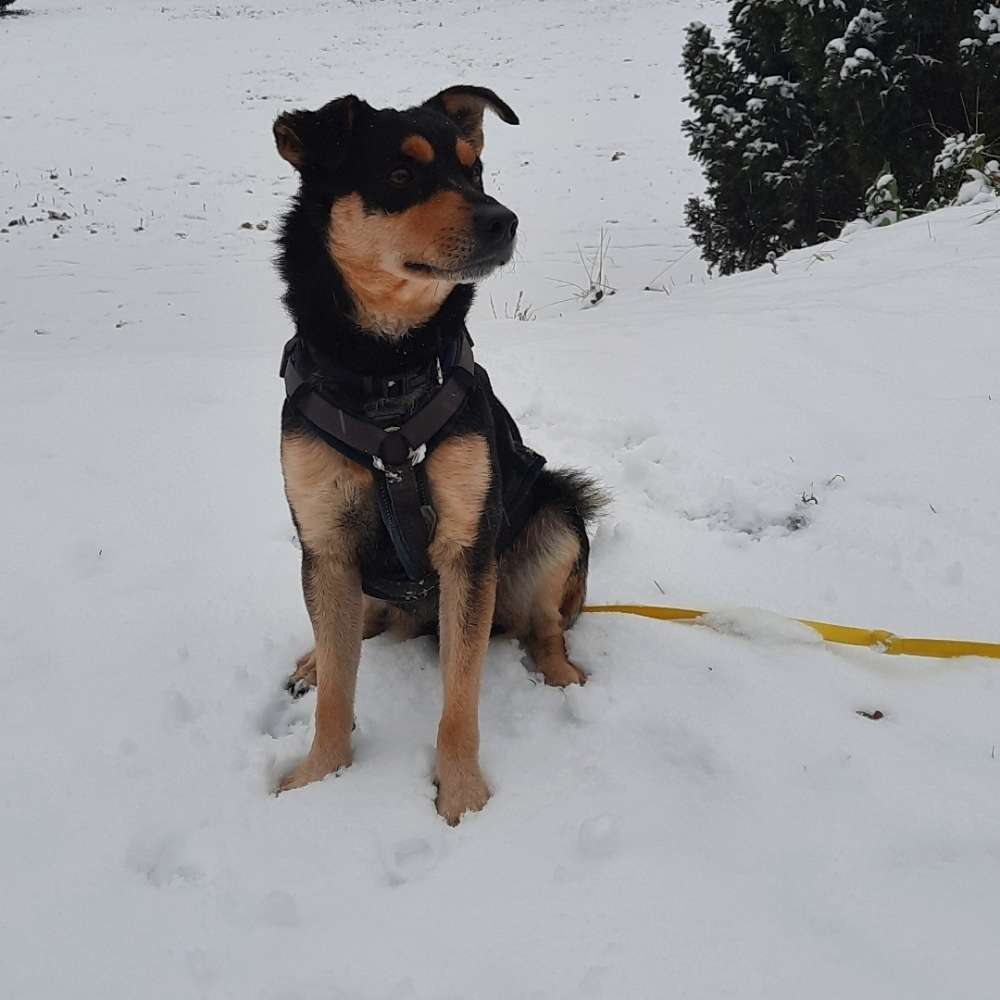 Hundetreffen-Neue Freunde/ Gassi und Spielen-Profilbild