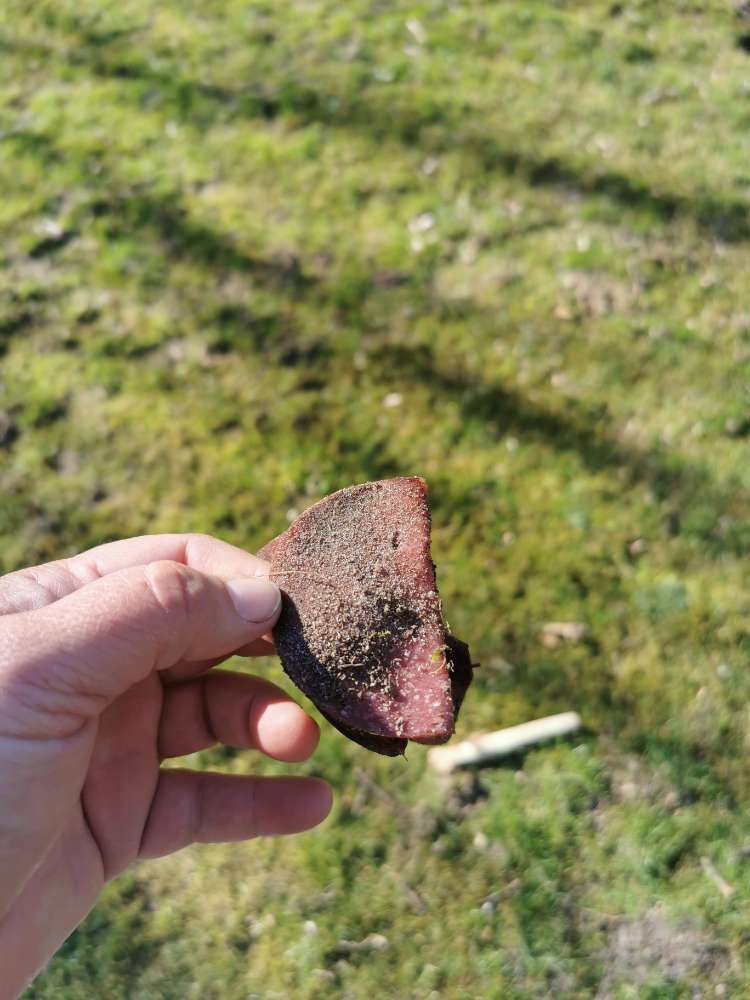 Giftköder-salami versteckt unter moos-Profilbild