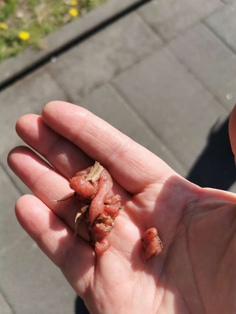 Giftköder-Rohes Fleisch in Rasenfläche-Profilbild