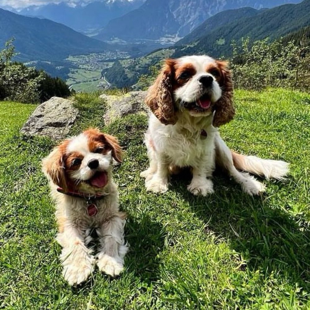 Hundetreffen-Neue Freunde gesucht-Profilbild