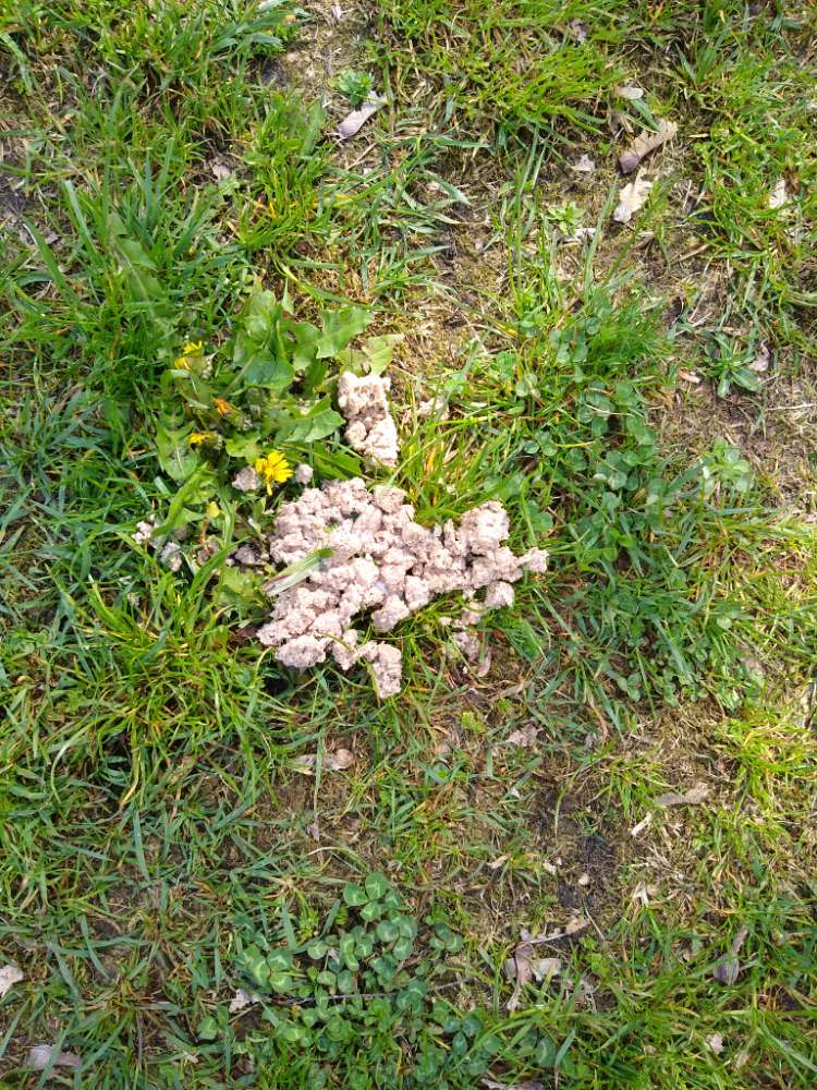 Giftköder-Vorsicht Giftköder-Profilbild