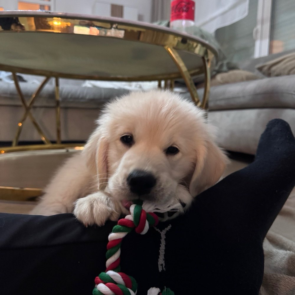 Hundetreffen-Suche Welpen/ Junghunde für eine Spielrunde-Profilbild