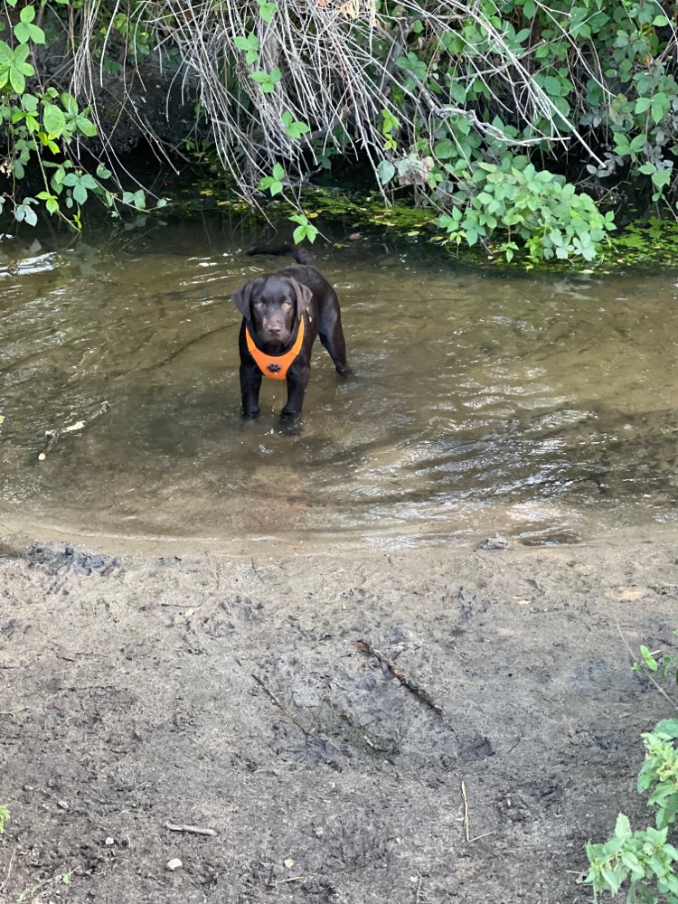 Hundetreffen-Gassi- Spielrunde in OF-Profilbild