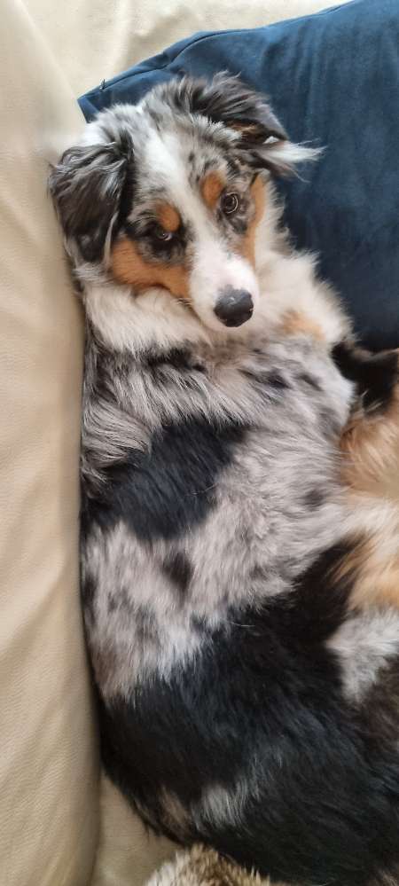 Hundetreffen-Lass uns toben-Profilbild