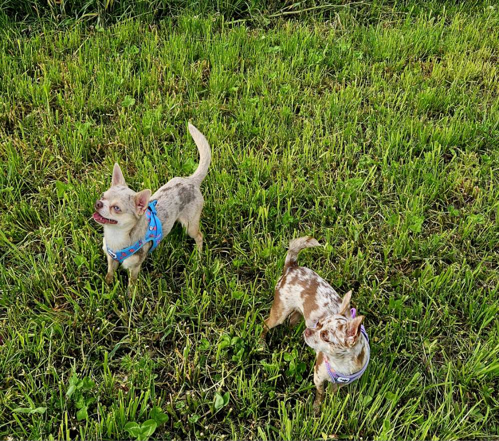 Hundetreffen-Wir suchen kleine Gassifreunde-Profilbild