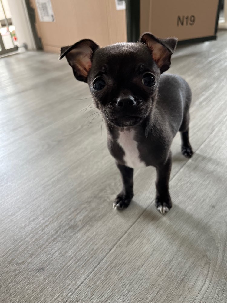 Hundetreffen-Suche ausgeglichene Hunde-Profilbild