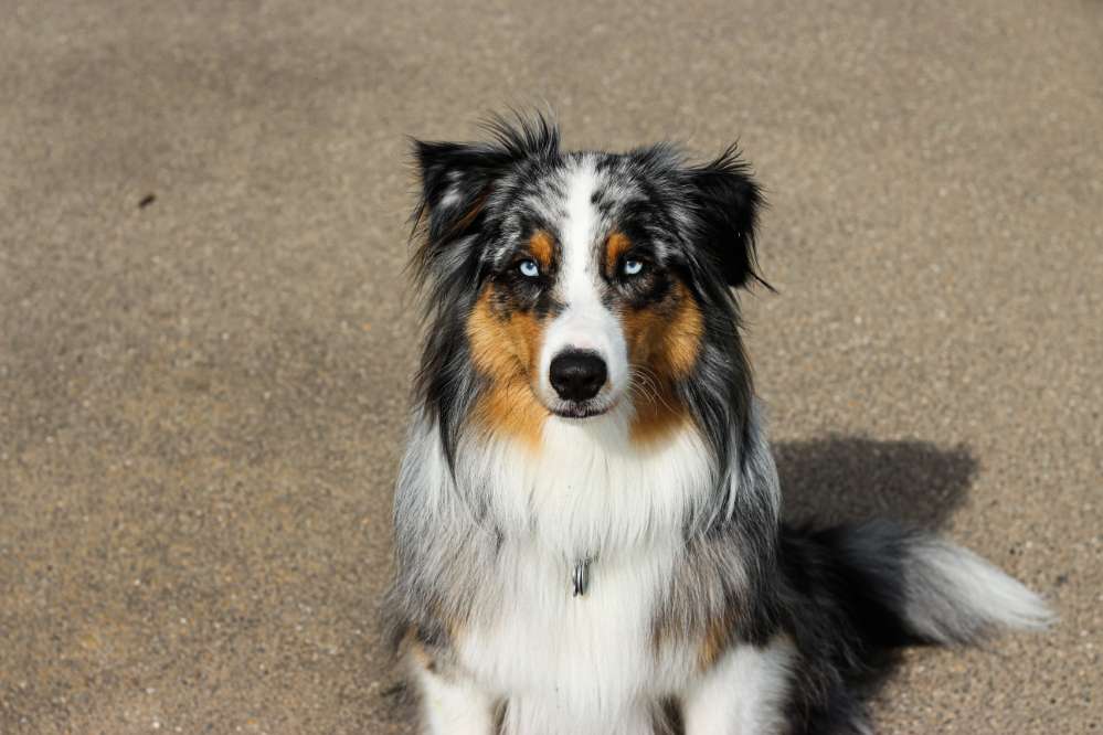 Hundetreffen-Gemeinsamer Spaziergang oder zusammen Spielen. :)-Profilbild