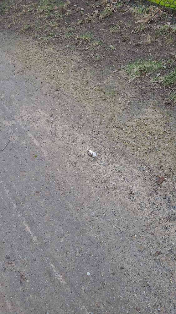 Giftköder-Tote Mäuse-Profilbild