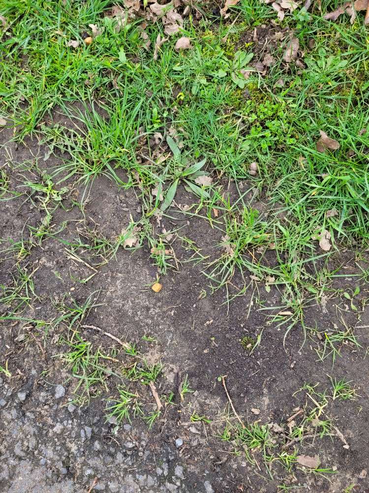 Giftköder-Evtl. Giftköder-Profilbild