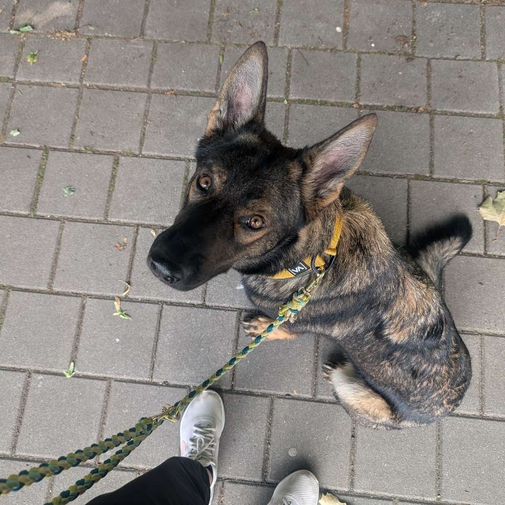 Hundetreffen-Social Walk/Hundebegegnungstraining-Profilbild