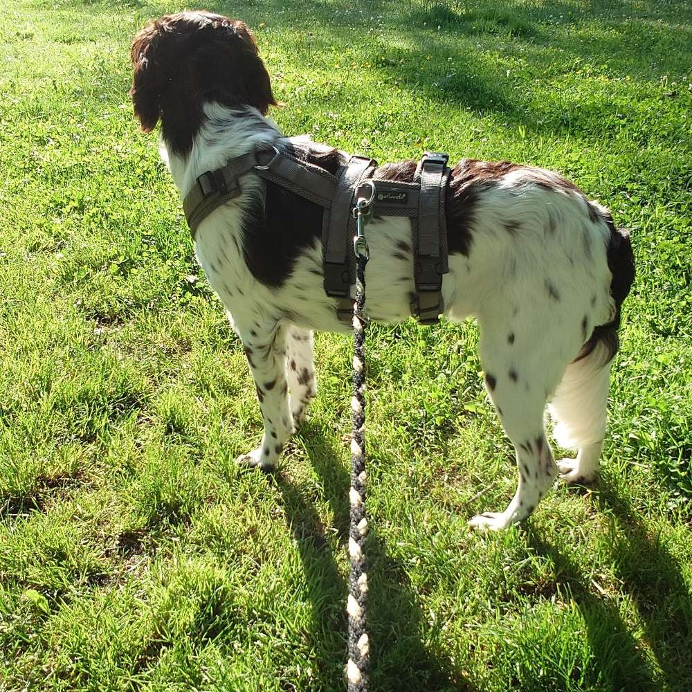 Hundetreffen-Neue sozialkontakte für junge hundetreff-Profilbild