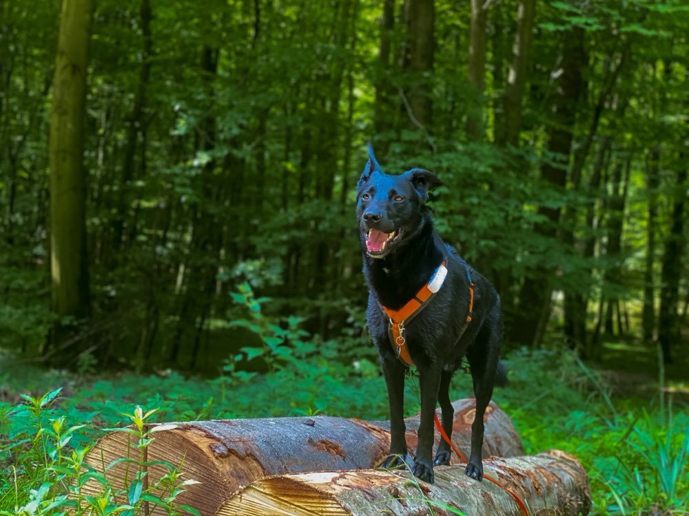 Hundetreffen-Social Walk (Spazieren ohne Hundekontakt :))-Profilbild