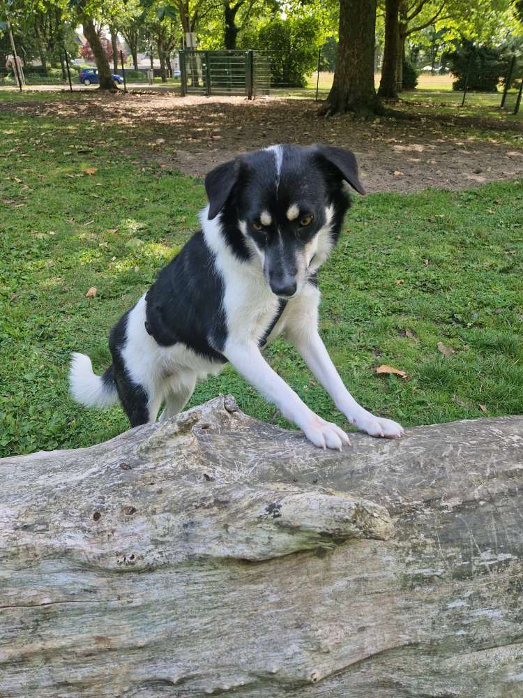 Hundetreffen-Gassipartner und/oder Spielfreunde-Profilbild