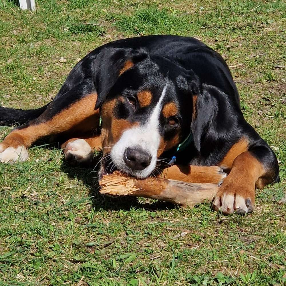 Hundetreffen-Spieltreffen-Profilbild