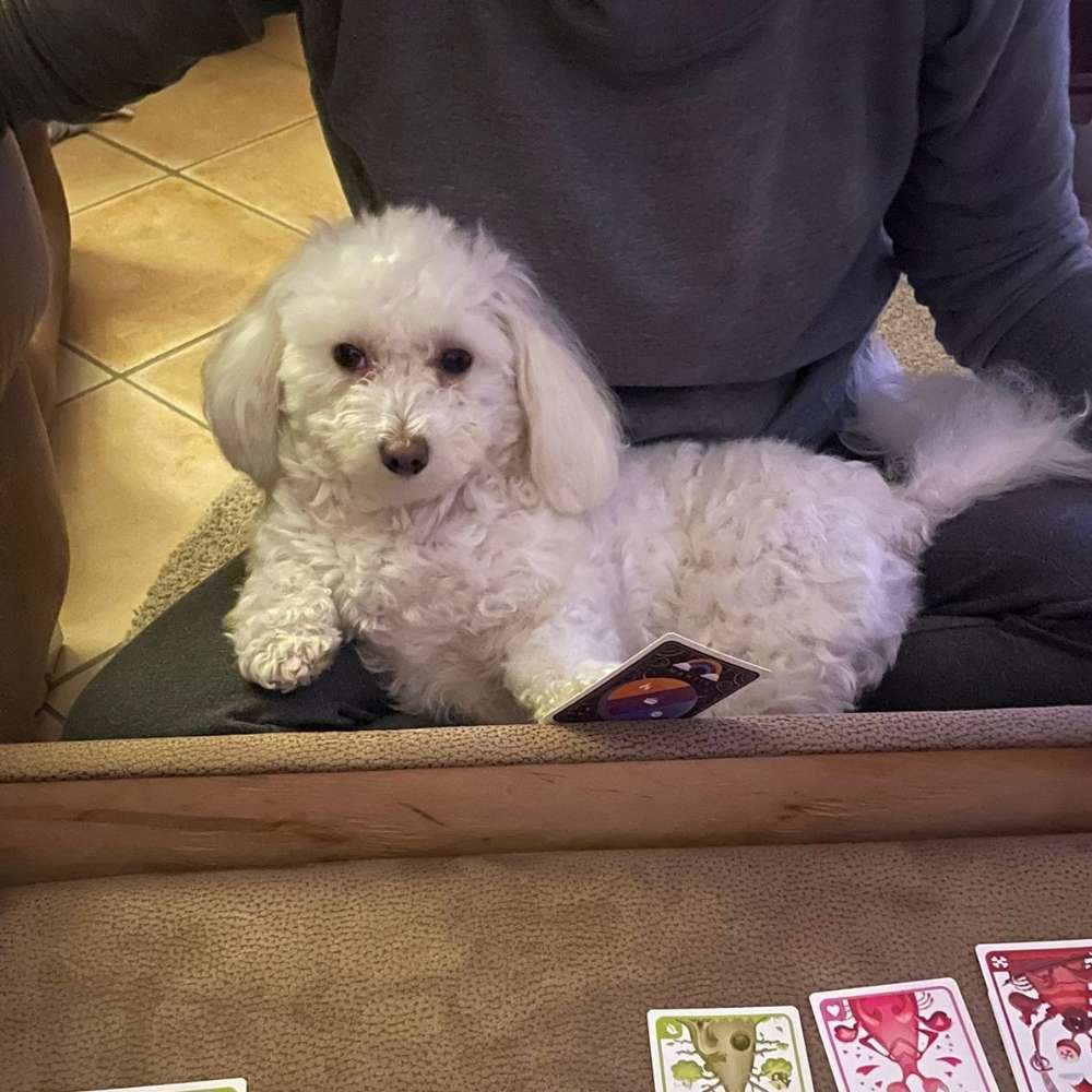 Hundetreffen-Spaziergang-Profilbild