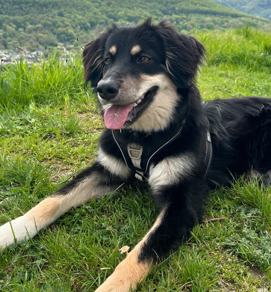 Hundetreffen-Spaziergang und Sozialisierung-Profilbild