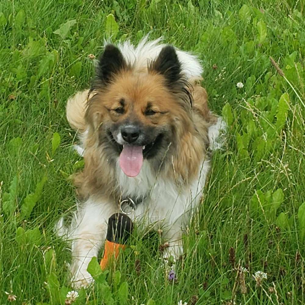 Hundetreffen-Gassigehrunden mit mir und Hailey 🙌🏻🐕-Profilbild