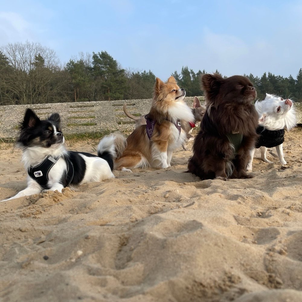 Hundetreffen-Chihuahua / kleiner Hunde Treff Lübeck - Lübecker Heide-Profilbild