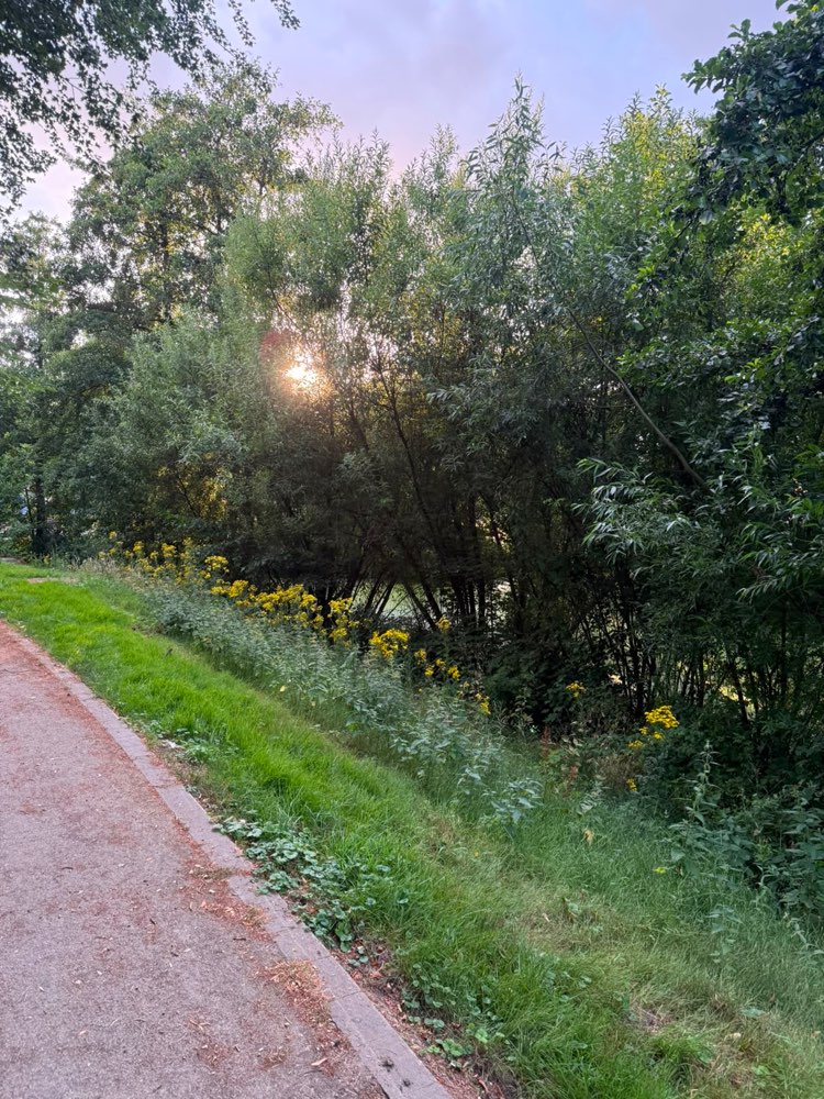 Giftköder-Jakobskreuzkraut hochtoxisch-Profilbild