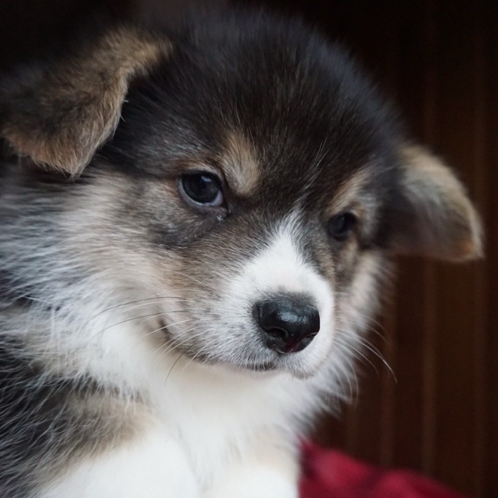 Hundetreffen-Welpentreff Barmbek Nord-Profilbild