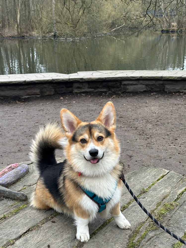 Hundetreffen-Socialwalks-Profilbild