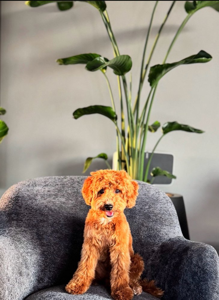 Hundetreffen-Spielfreund gesucht-Profilbild