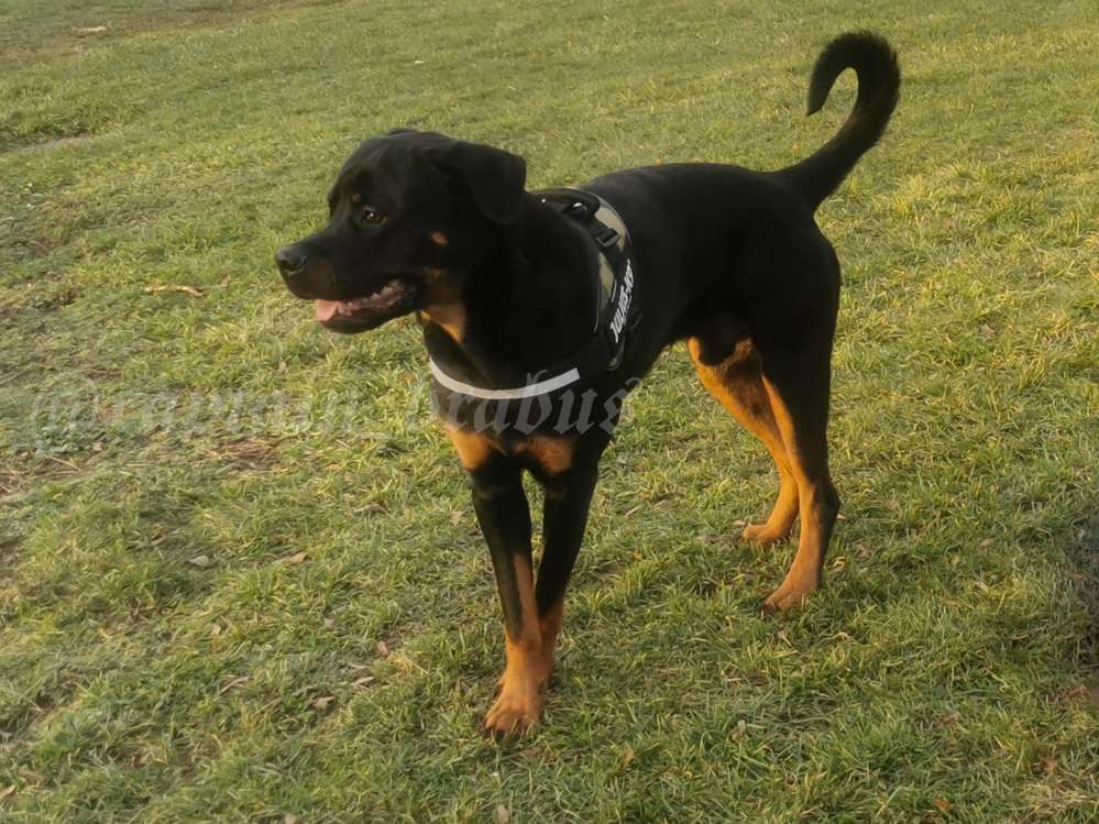 Hundetreffen-Gassi-/Spielkameraden gesucht-Profilbild