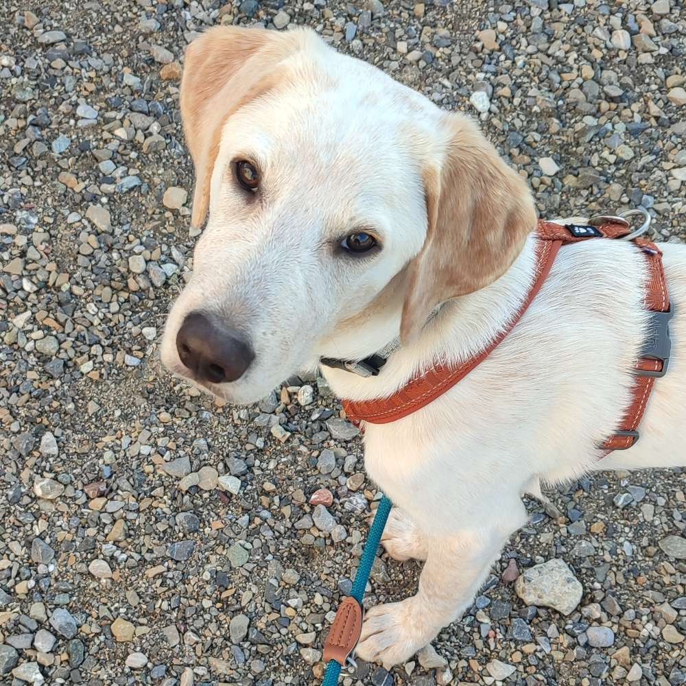 Hundetreffen-Spielkamerad-Profilbild