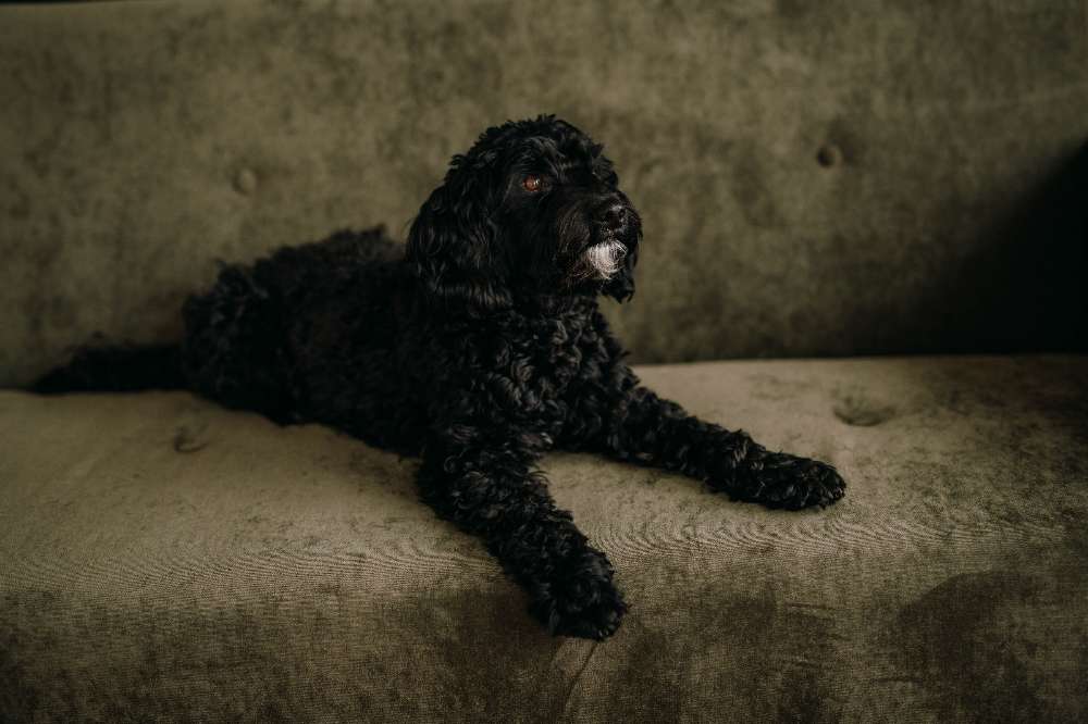 Hundetreffen-Suchen kleine Hunde für gemeinsame Gassirunden/Training-Profilbild