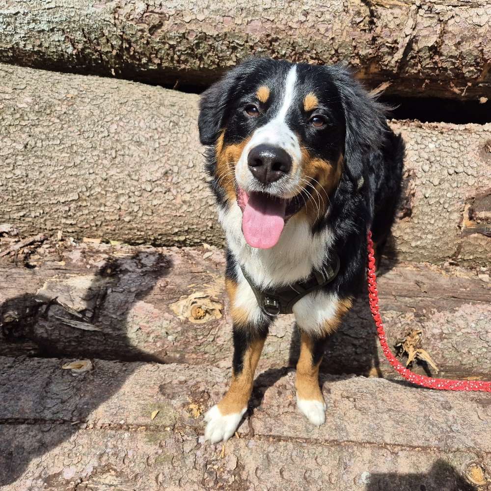 Hundetreffen-Junghund treffen in Bad Wurzach-Profilbild