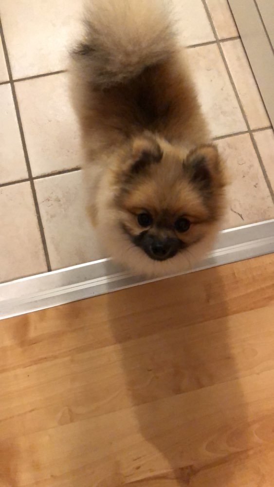 Hundetreffen-Spielen und laufen für die Kleinen-Profilbild